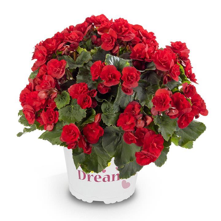 Begonia Solenia® Scarlett