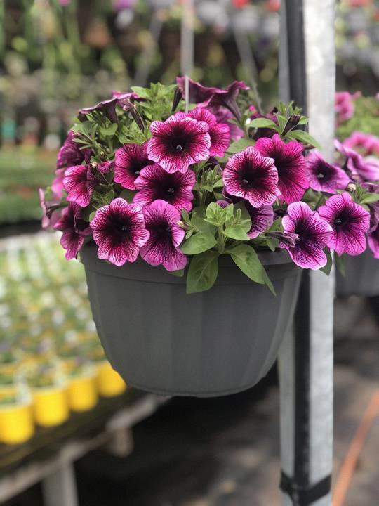 Petunia Perfectunia® Sugar Rush Mix