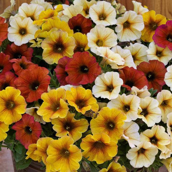 Petunia SuperCal® Premium Bonfire mix