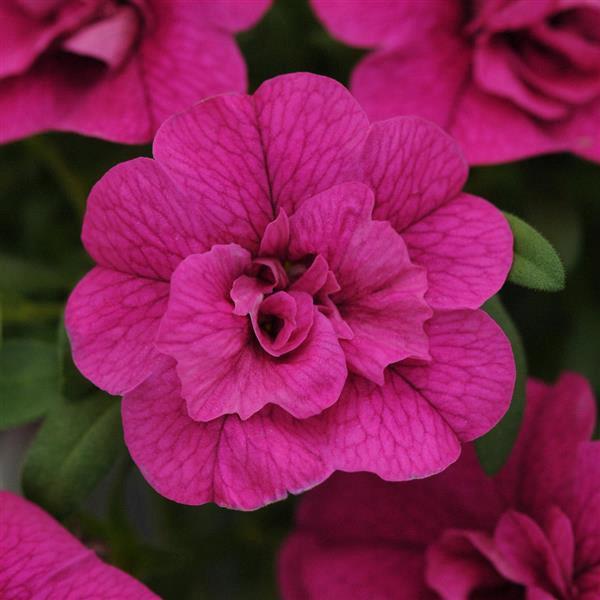 Calibrachoa MiniFamous® Uno Orange+Red Vein