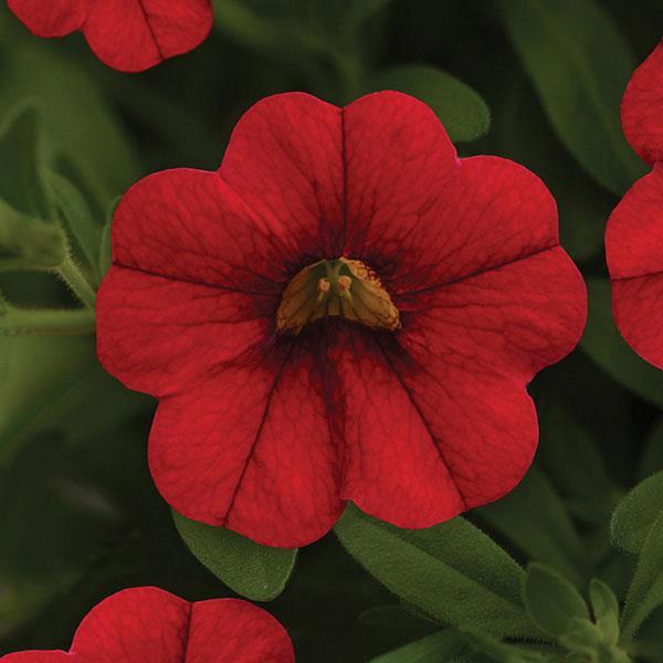 Calibrachoa MiniFamous® Neo Vampire