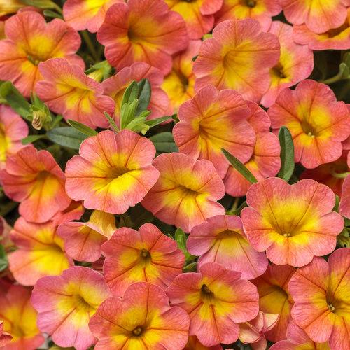 Calibrachoa Superbells® Coralina