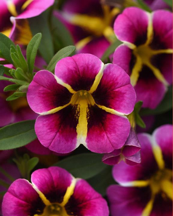 Calibrachoa MiniFamous® Neo Pink Hawaii