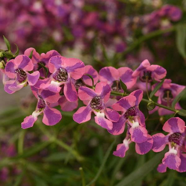 Angelonia AngelMist® Spreading Berry Sparkler