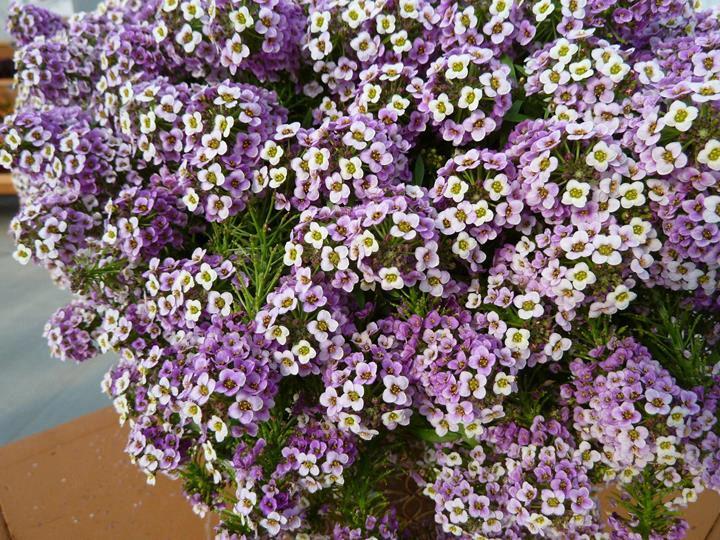 Lobularia Easy Breezy™ Pink