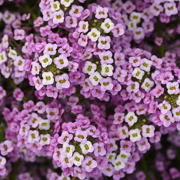 Lobularia Easy Breezy™ Pink