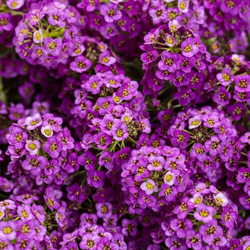 Lobularia Violet Knight®