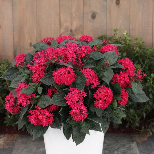 Pentas lanceolata Sunstar® Lavender