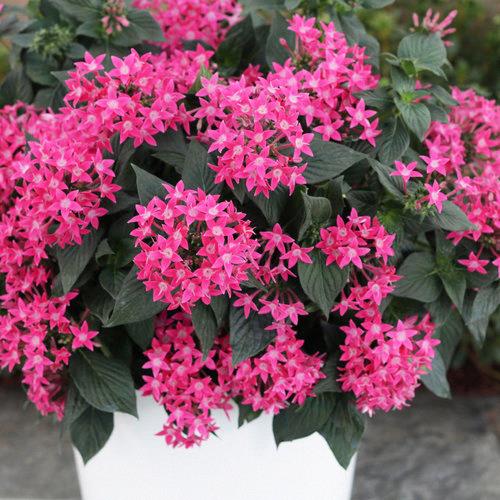 Pentas lanceolata Sunstar® Rose