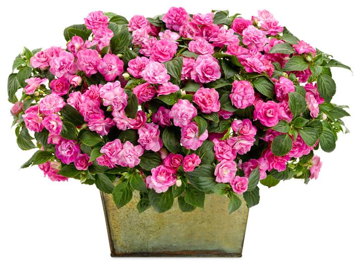 Impatiens double Rockapulco® Rose