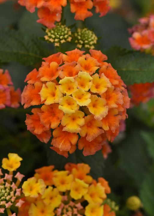 Lantana Shamrock 'peach'