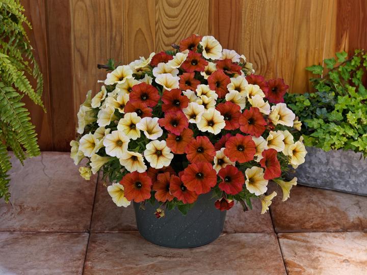 Petunia SuperCal® Premium Autumn Spice Mix