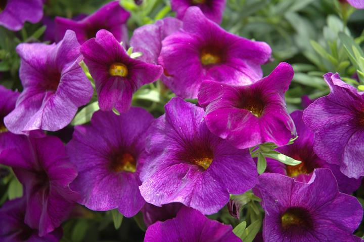 Petunia SuperCal® Blue