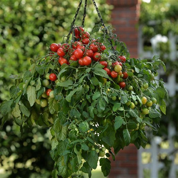 Tomate cerise Rouge