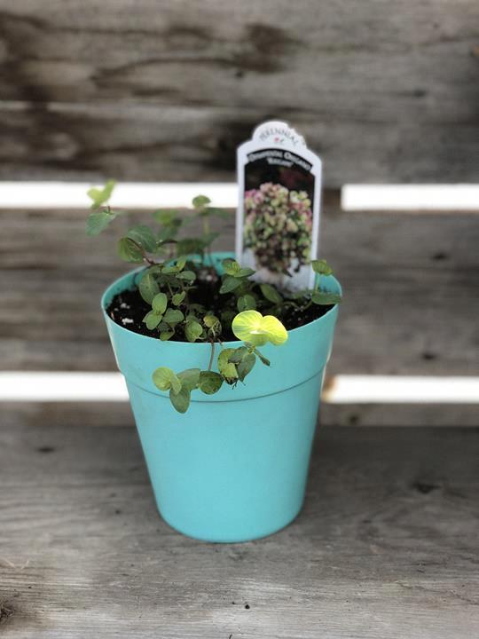 Pot couleur décoratif - plante intérieur