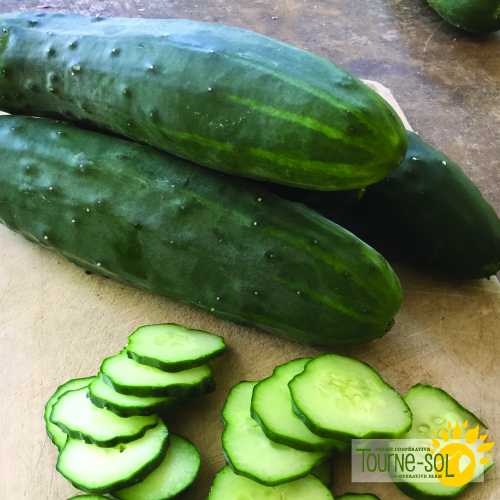 Concombre de champs Tourne-Sol