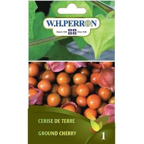 Cerise de Terre NT