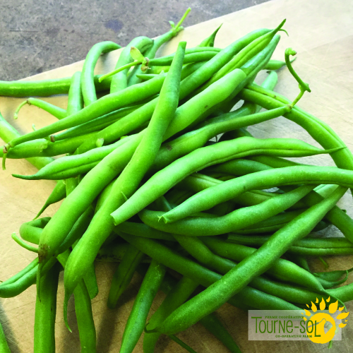 Haricot grimpant vert Seychelles