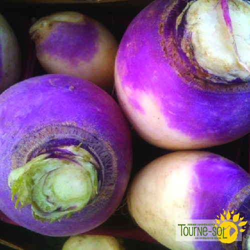 Navet Blanc à Collet Violet