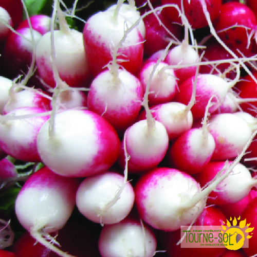 Radis French Breakfast