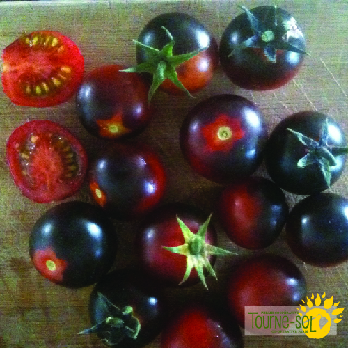 Tomate cerise Dancing with Smurfs