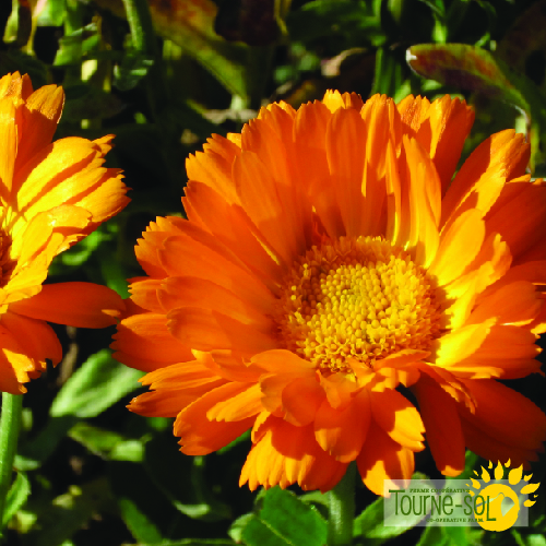 Calendule Erfurter