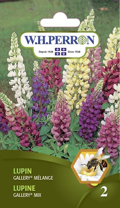 Lupin Gallery® Mélange NT
