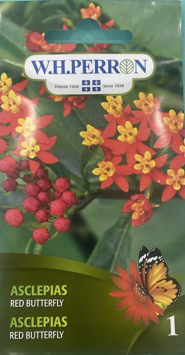 Asclepias Red Butterfly NT