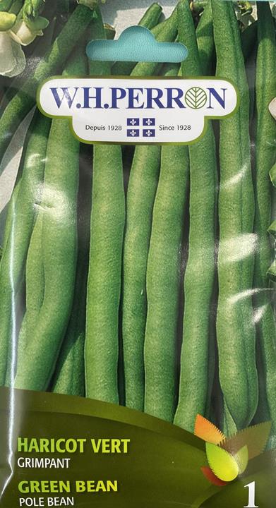 Haricot Vert grimpant
