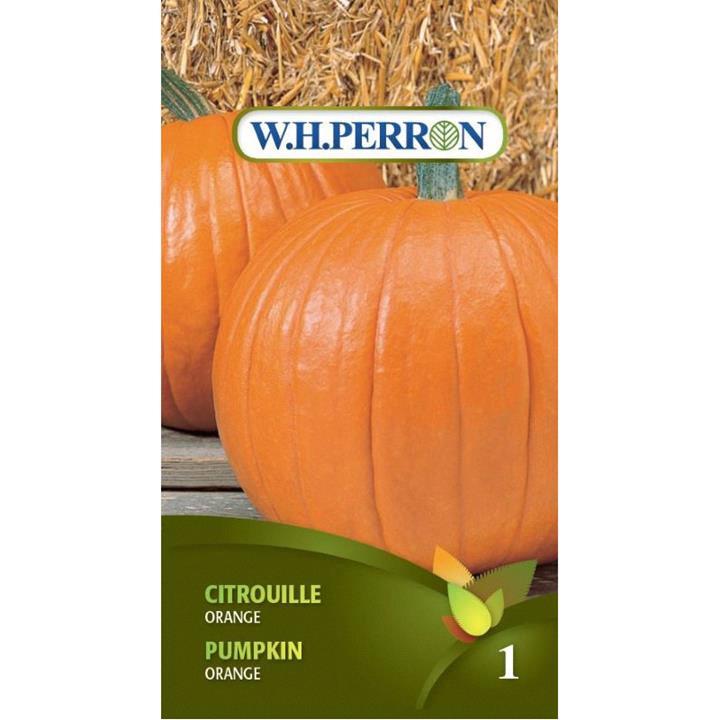 Citrouille orange Traitée