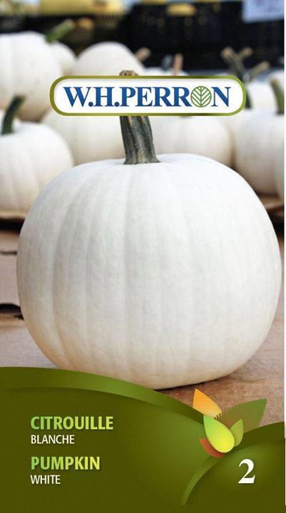 Citrouille blanche Traitée