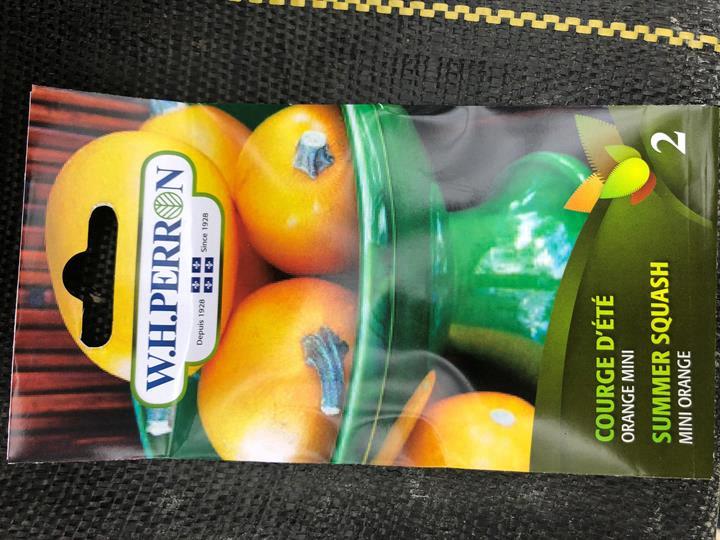 Courge d'Été Orange Mini Traitée