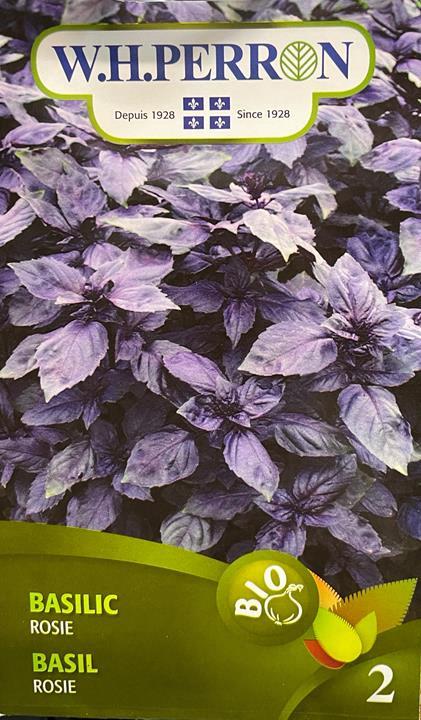 Basilic Rosie Bio