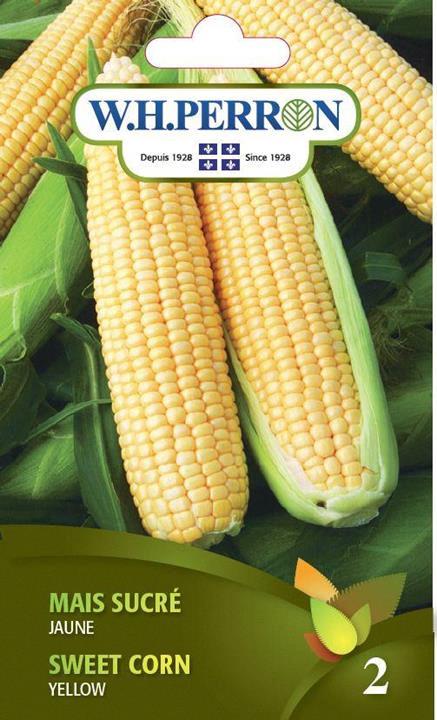 Maïs Sucrée Jaune Traitée
