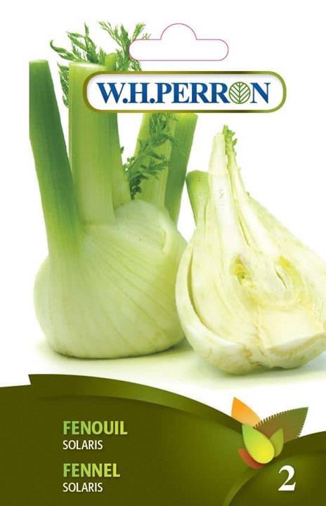 Fenouil Solaris Traitée