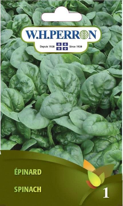 Épinard NT