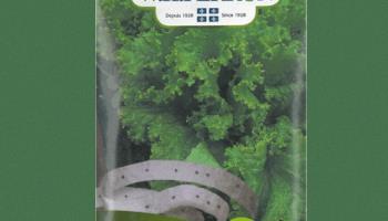 Laitue frisée verte NT