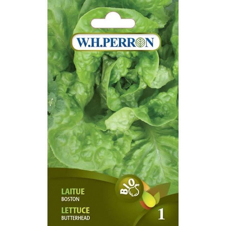 Laitue boston verte *Bio*