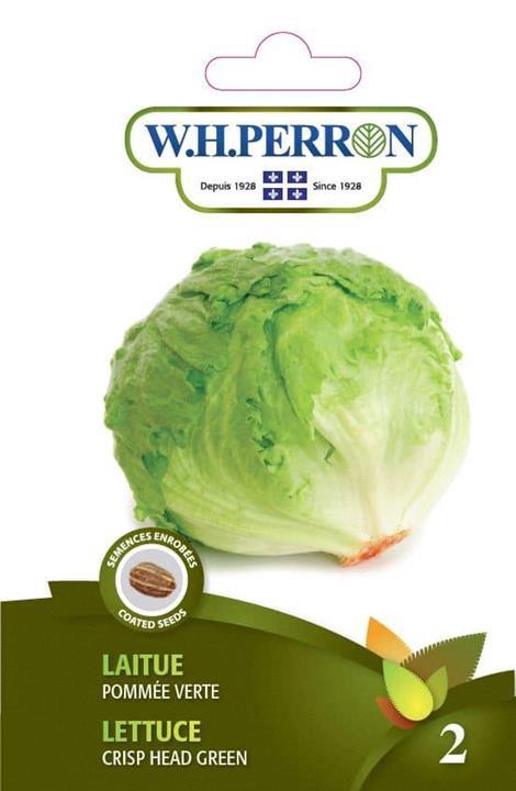 Laitue pommée verte NT