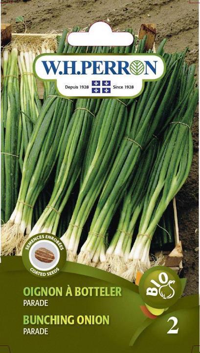 Oignon à botteler White Lisbon