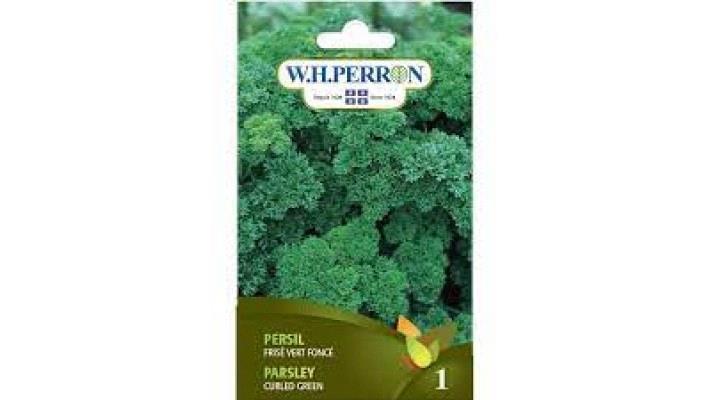 Persil frisé vert foncé NT