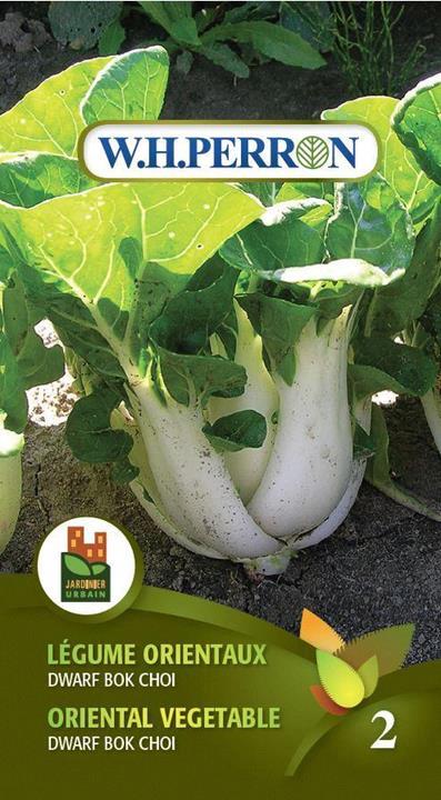 Bok Choï miniature Traitée