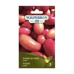 Pomme de terre Clancy NT