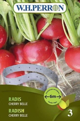 Radis cherry belle NT