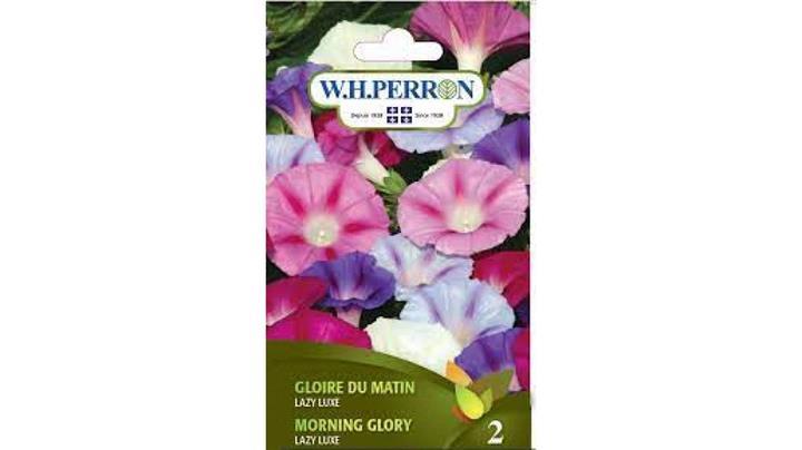 Gloire du Matin Lazy Luxe NT