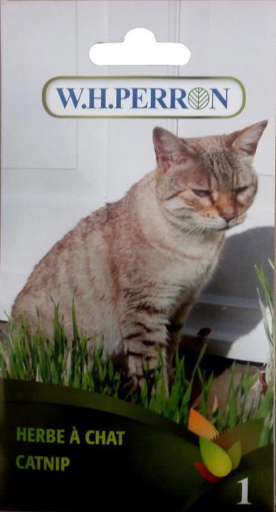 Herbe à chat NT
