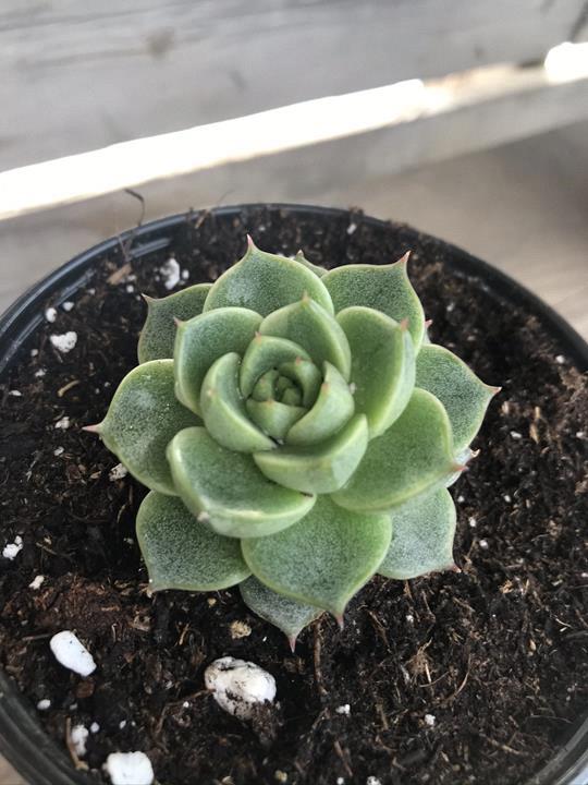 Echeveria purpusorum x derenbergii 'Fabiola'