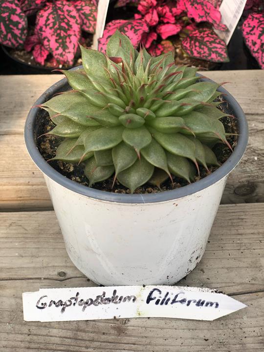 Graptopetalum filiferum