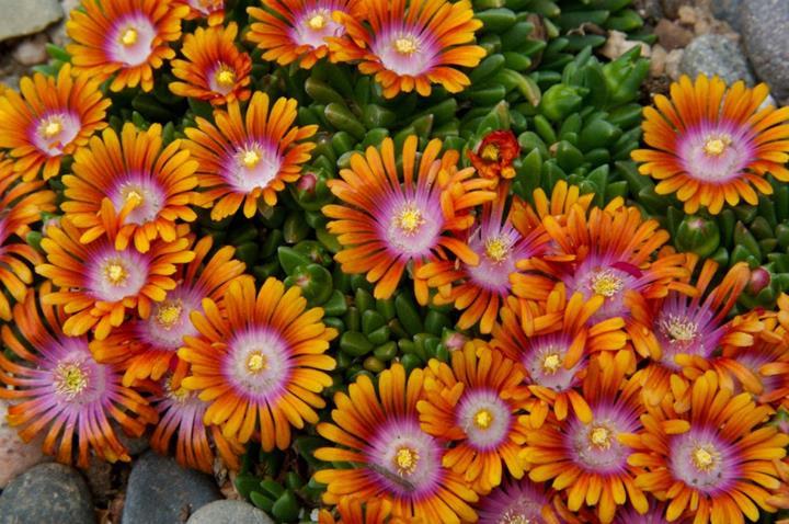 Delosperma Ocean Sunset™ Violet