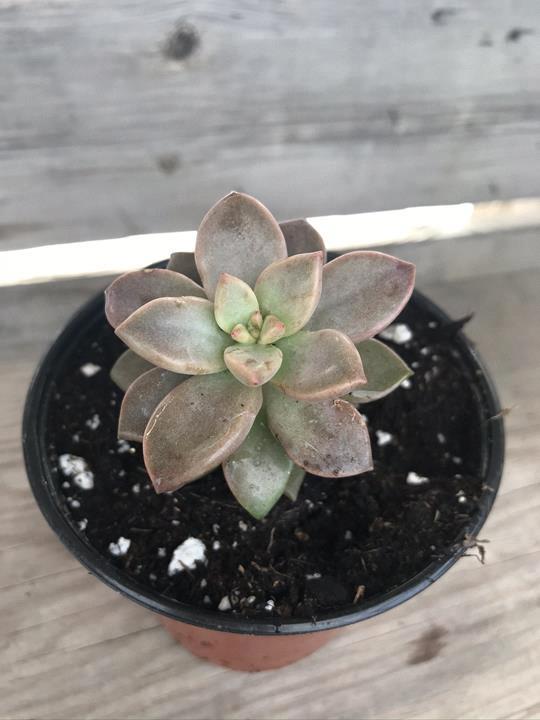 Echeveria x Graptopetalum hybrid 'Ghosty'